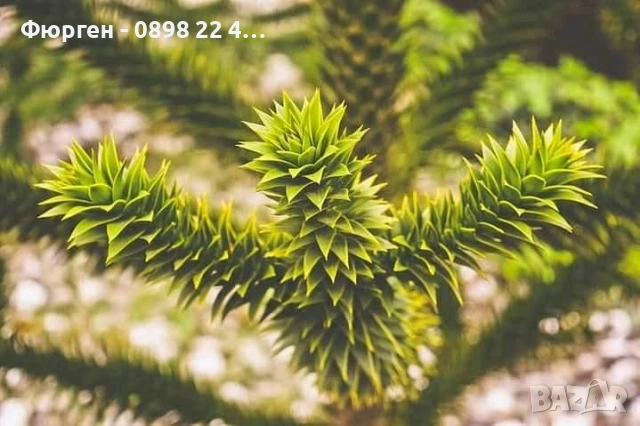 Араукария, Чилийски бор -Araucaria araucana Студоустойчив, снимка 4 - Разсади - 53580764
