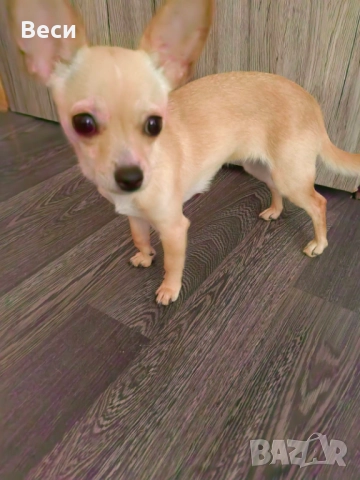 Мини чихуахуа , снимка 2 - Чихуахуа - 52774415