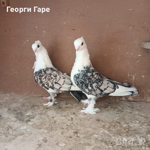 Ориенталски сатинети - класика