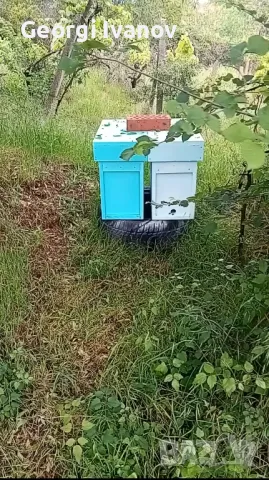 Нуклеуси от фибран , снимка 3 - За пчели - 49670968