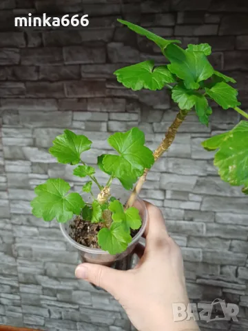 Червено мушкато, снимка 1