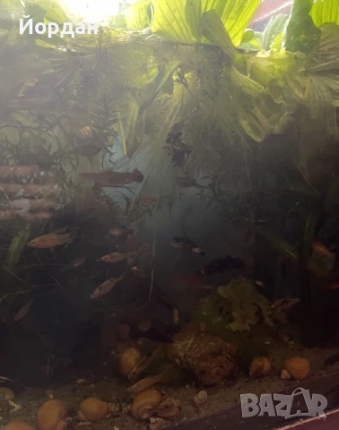 молинезии, водорасли, снимка 3 - Рибки - 51158385