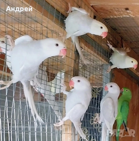 Папагали малък александър 