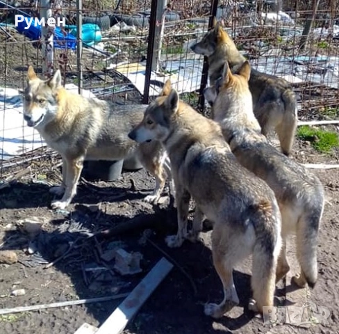 Чехословашки вълчак източно-европейска овчарка, снимка 3 - Други - 52428428