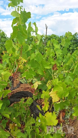 Дългосрочна аренда на лозе мускат ( стар масив) 4.5 дка 