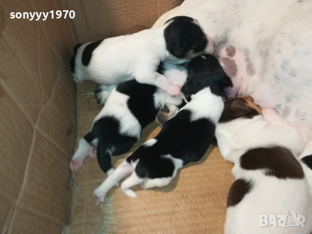 ДЖАК РЪСЕЛ-250ЛВ ЗА СЛАДКО КУТРЕ ПО ИЗБОР 2508251815, снимка 11 - Джак ръсел териер - 51486615