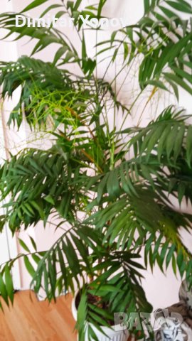 Палма, снимка 3 - Стайни растения - 44088286