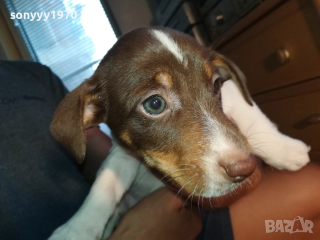 МОМИЧЕНЦЕ-ДЖАК РЪСЕЛ НА 40 ДЕНА 2809252012, снимка 7 - Джак ръсел териер - 51870591