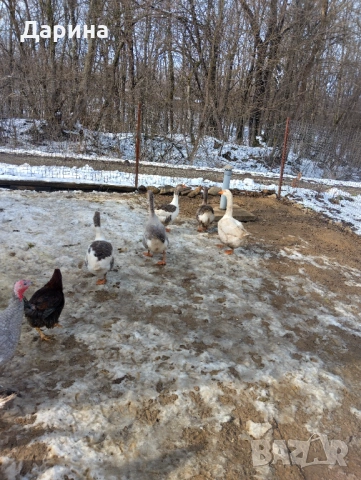 Гъски и пуйки