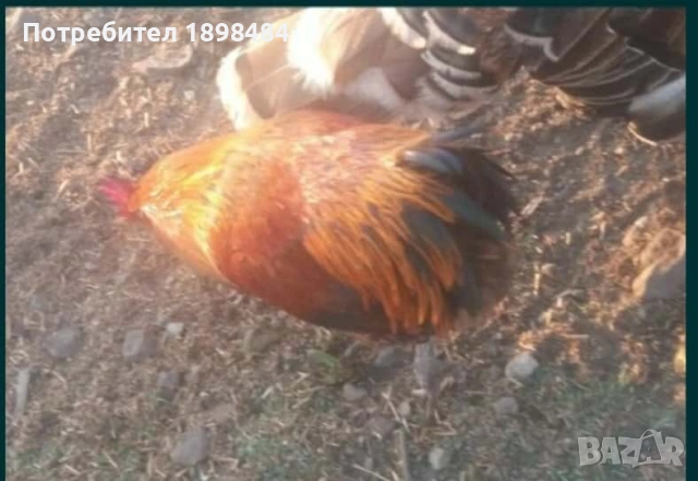 Продавам зелени оплодени кокоши яйца за люпене.., снимка 6 - други­ - 51864582