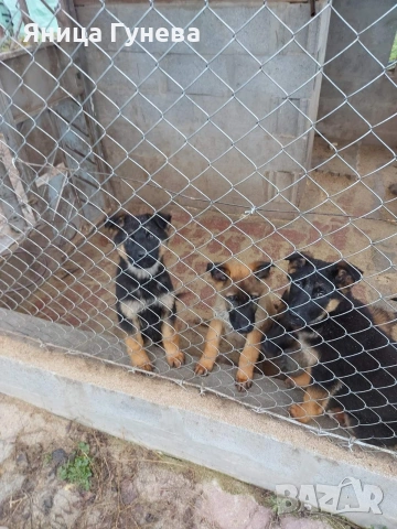 Свободни кученца си търсят отговорни стопани!!!, снимка 4 - Белгийска овчарка - 53140192