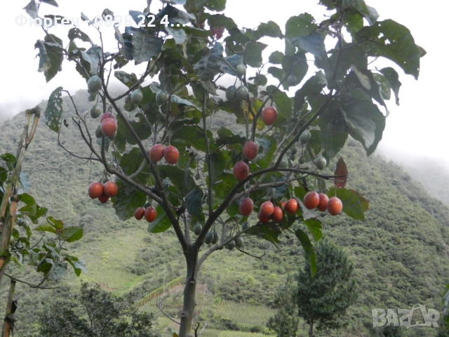 Томарило (Доматено дърво), снимка 2 - Разсади - 53200983