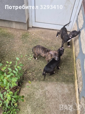 Бебета питбул-териер, снимка 5 - Питбул - 51898864