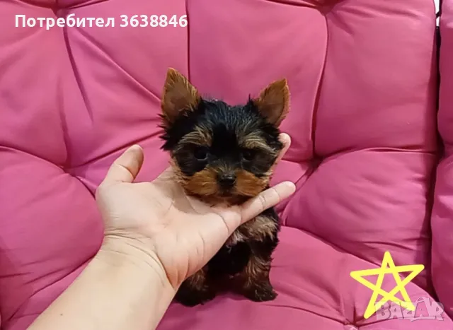 Мини йорки, снимка 2 - Йоркширски териер - 50403358