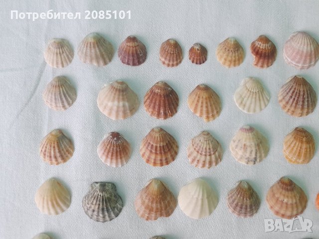 Морски миди перлички, снимка 3 - Декорация за дома - 43957419