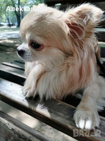 Разхождане на кучета , снимка 1