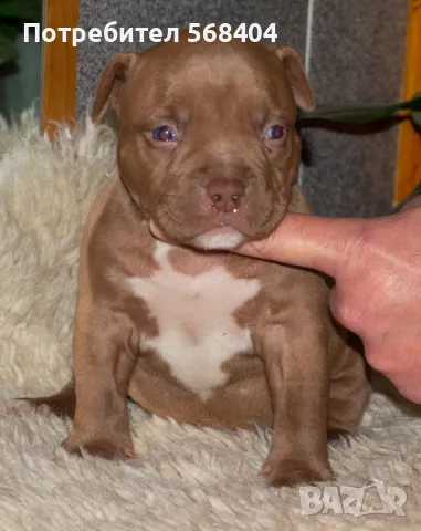 Американско були покет търси женска, снимка 13 - Търси партньор - 45256492