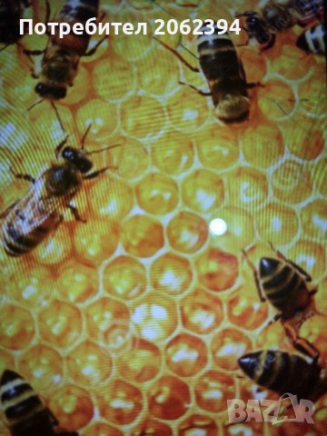  ранни пчелни отводки лангстрот рут 2026, снимка 2 - За пчели - 43980958