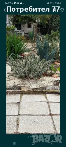 Различни видове студоустойчиви кактуси, снимка 2 - Градински цветя и растения - 48893287