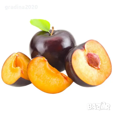 Слива - Анджелино Най едрия сорт сливи, снимка 4 - Разсади - 48059307