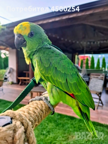 Шестмесечна женска амазона (с клетка), снимка 10 - Папагали - 52708916