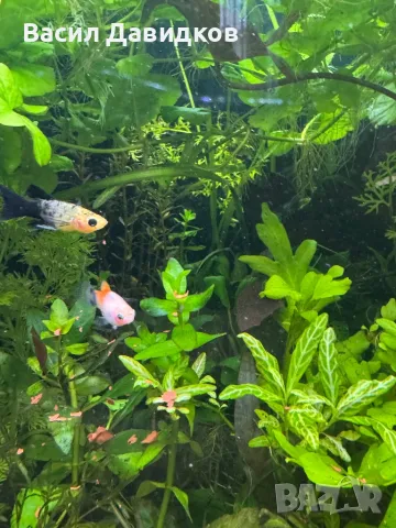 Плати микс , снимка 8 - Рибки - 48361872