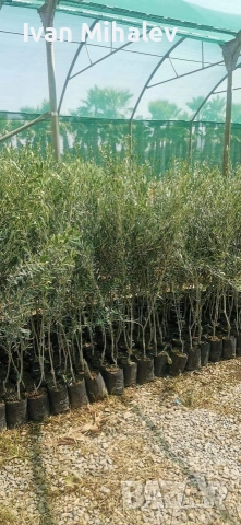 Маслинови дървета 