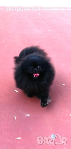 Померан момче с Родословие fci, снимка 8 - Померан - 48412694