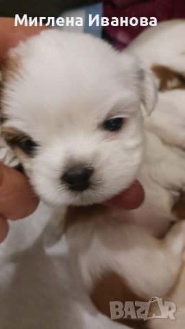 Ши тцу, снимка 3 - Ши Тцу - 52447041