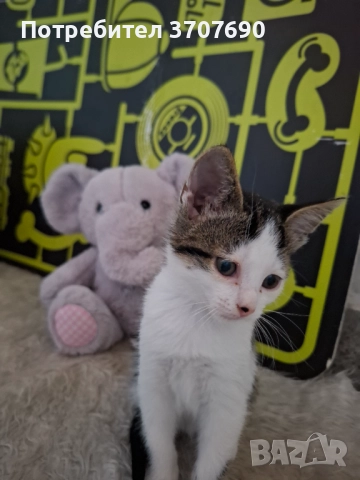Мъжко котенце на 2,5месеца, снимка 3 - Други - 52014977
