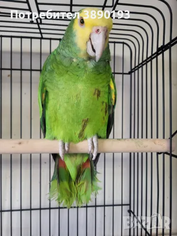 Амазона оратрикс, снимка 1