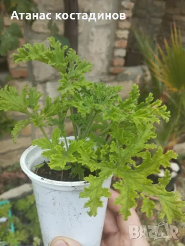 Индрише, снимка 2 - Градински цветя и растения - 47401362