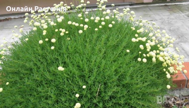 Сантолина Сребриста и Зелена, снимка 5 - Градински цветя и растения - 27370133