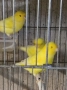 Продавам цветни канари, снимка 7
