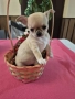 Чихуахуа , снимка 2