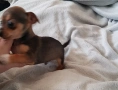 Пинчер - Чихуахуа, снимка 6