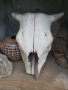 Стар кравешки череп, снимка 2