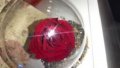 Вечна роза в стъкленица , снимка 3