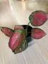 Aglaonema Crimson Love , снимка 2
