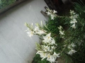 Бял крем, Бял лилиум (Lilium candidum), снимка 1