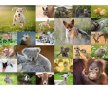 Пъзел Ravensburger 200 ел. XXL - Сладки бебета животни 13353 - Baby Animals 200 pc, снимка 2