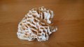 Корали от атлантическия океан, снимка 1 - Колекции - 36536114