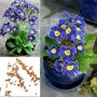 100 бр редки семена от цвете цветя синя вечерна иглика лесни за засаждане в градината градински деко, снимка 5