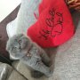 Шотландски клепоухи котета на 2 месеца, снимка 8