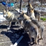 Чехословашки вълчак източно-европейска овчарка, снимка 3