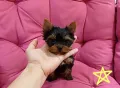 Мини йорки, снимка 2