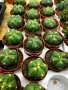 gymnocalycium horstii, снимка 5