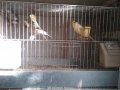 Продавам певчески канари, снимка 2
