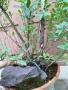 Бонсай заготовка Лигуструм , снимка 12