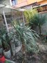 Юка, агаве, столетник, столистник вечно зелени и студоустойчиви, снимка 14